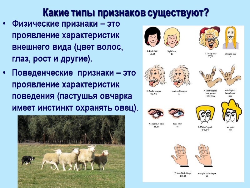 Какие типы признаков существуют? Физические признаки – это проявление характеристик внешнего вида (цвет волос,